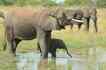 Elefante, foto 1