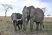 Elefante, foto 2