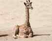 Girafa, foto 1