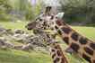 Girafa, foto 2