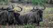 Gnu, foto 1