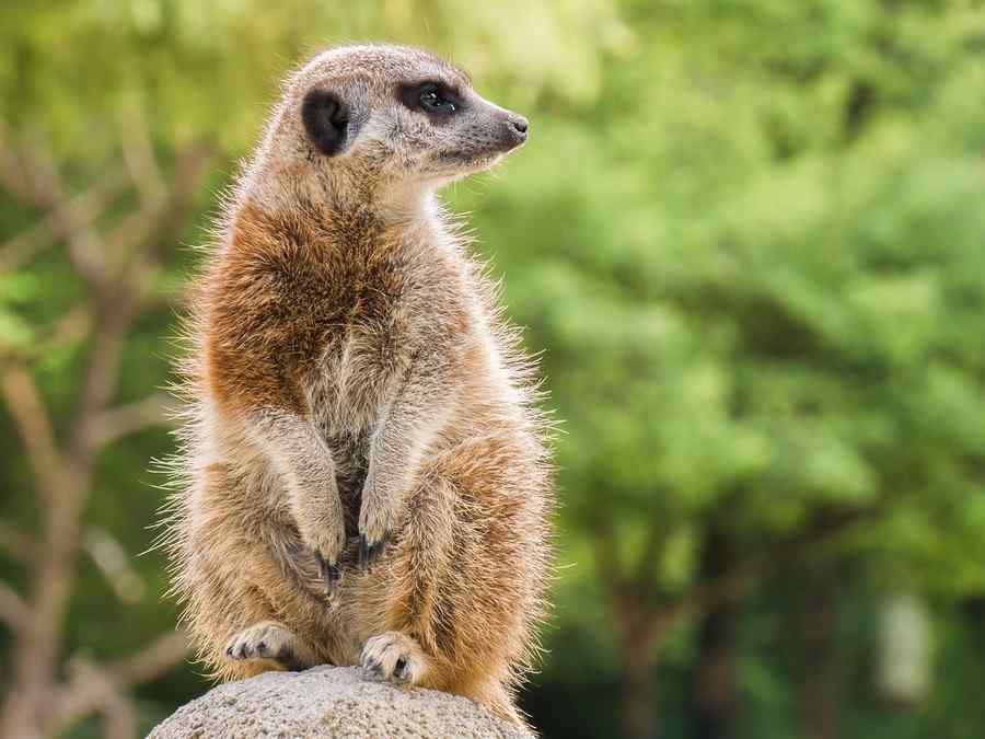 Suricate, foto 1 Suricate, foto 1
