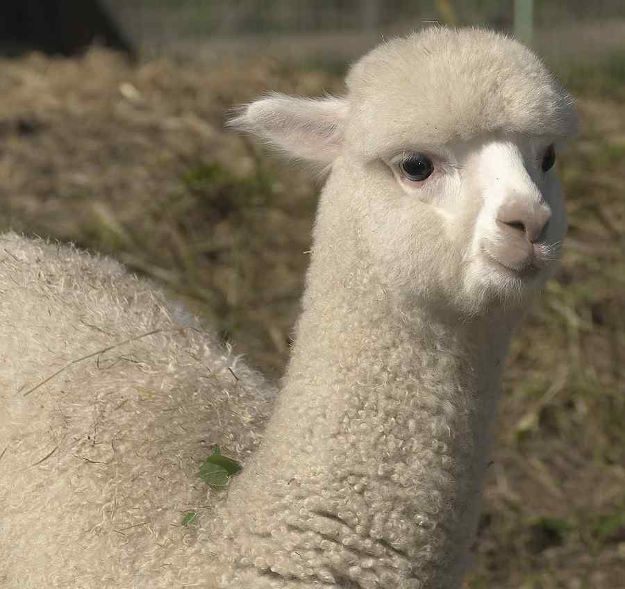 Alpaca, foto 1