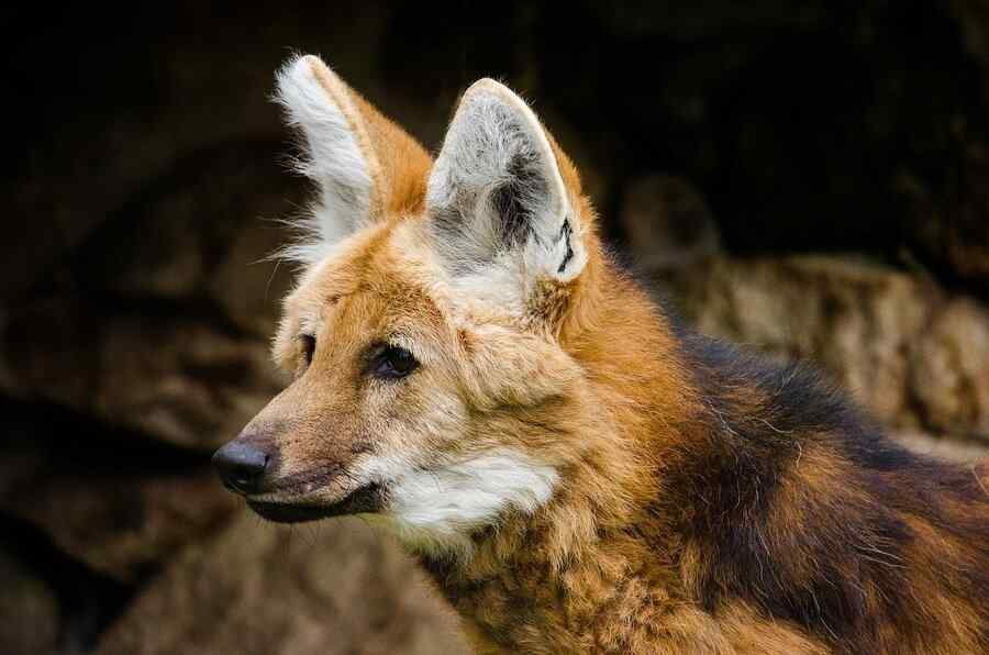 Lobo-guará, foto 1