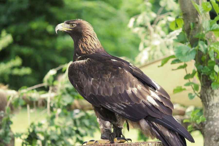 Adler, foto 1