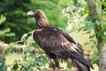 Adler, foto 1