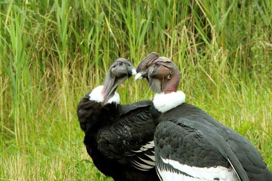 Condor, foto 1 Condor, foto 1