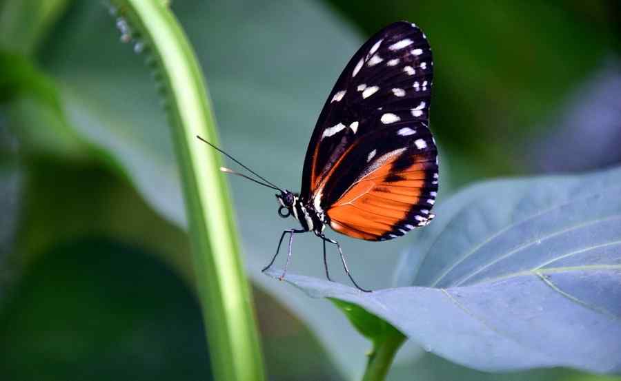 Borboleta, foto 1