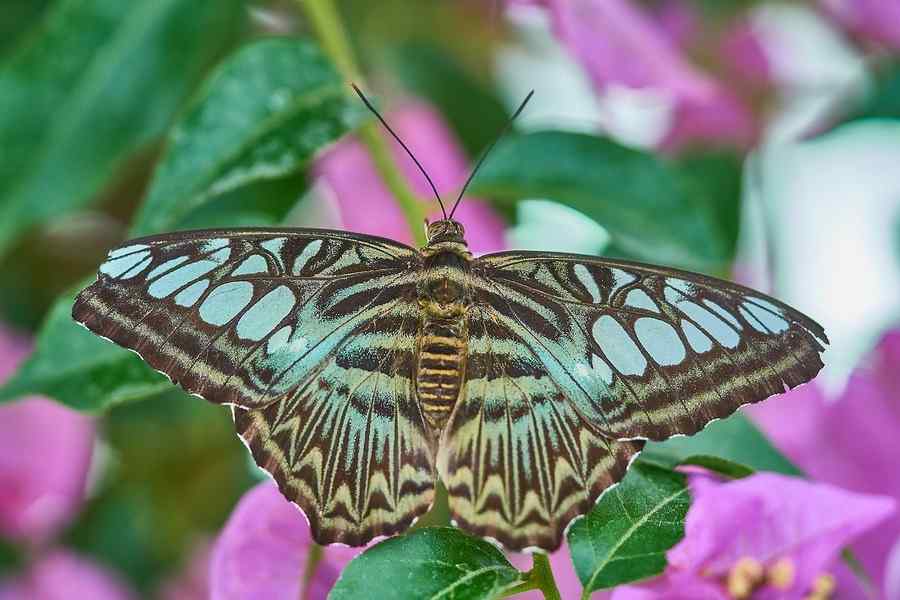 Borboleta, foto 2
