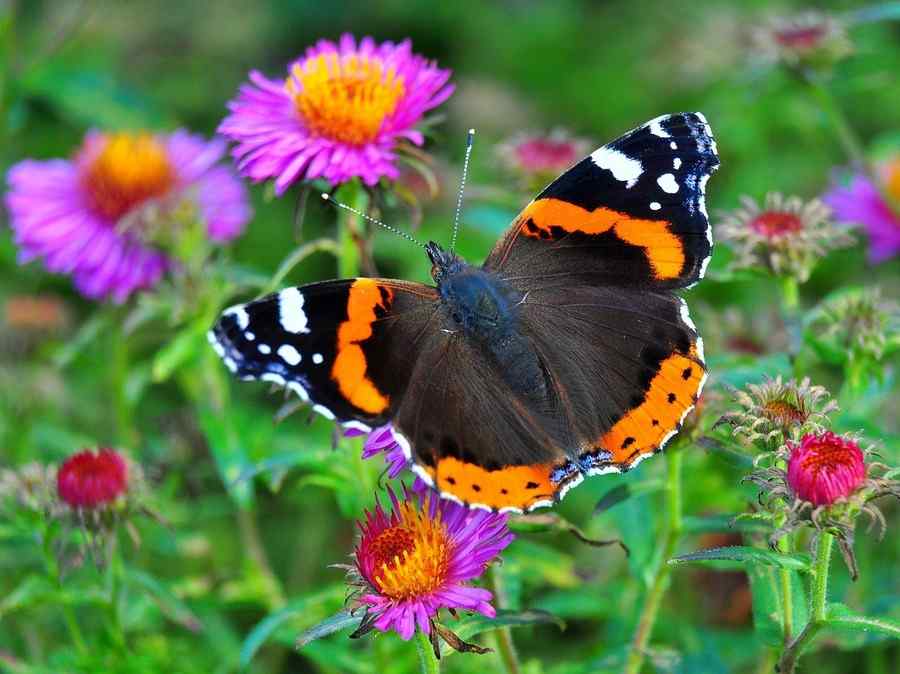 Borboleta, foto 4