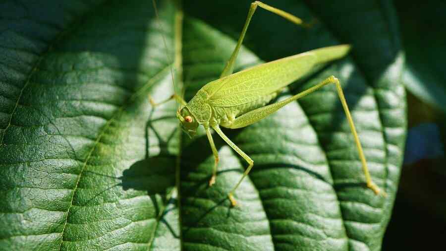 Gafanhoto, foto 1