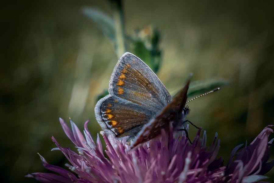 Mariposa, foto 1