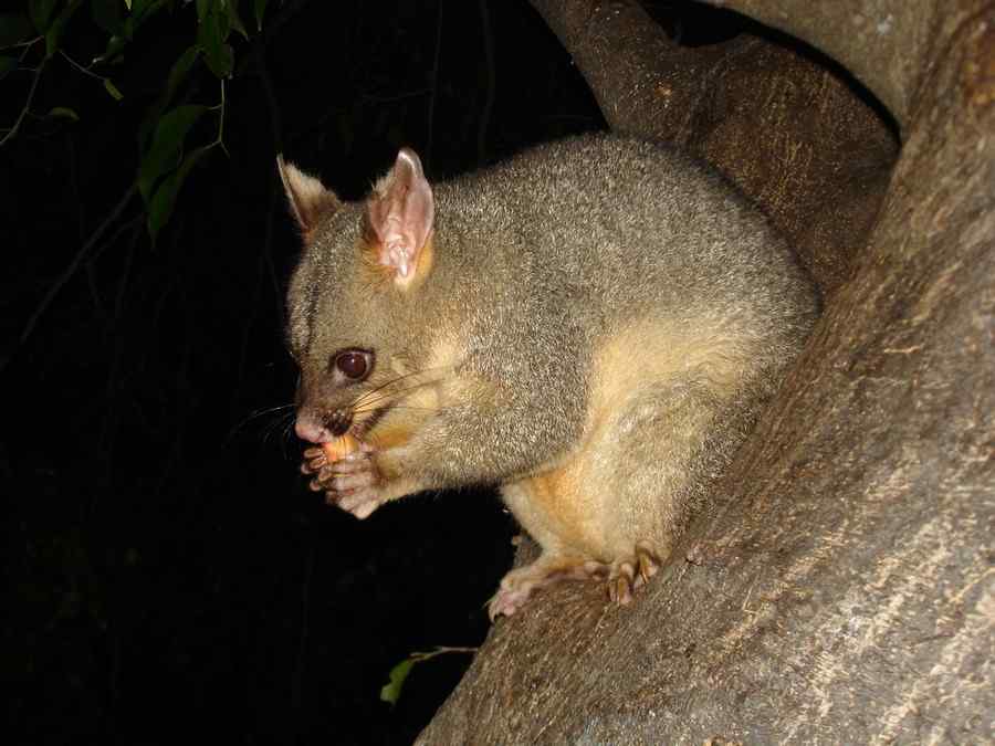 Possum, foto 1 Possum, foto 1