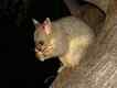 Possum, foto 1