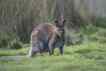 Wallaby, foto 1