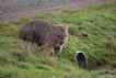 Wombat, foto 1