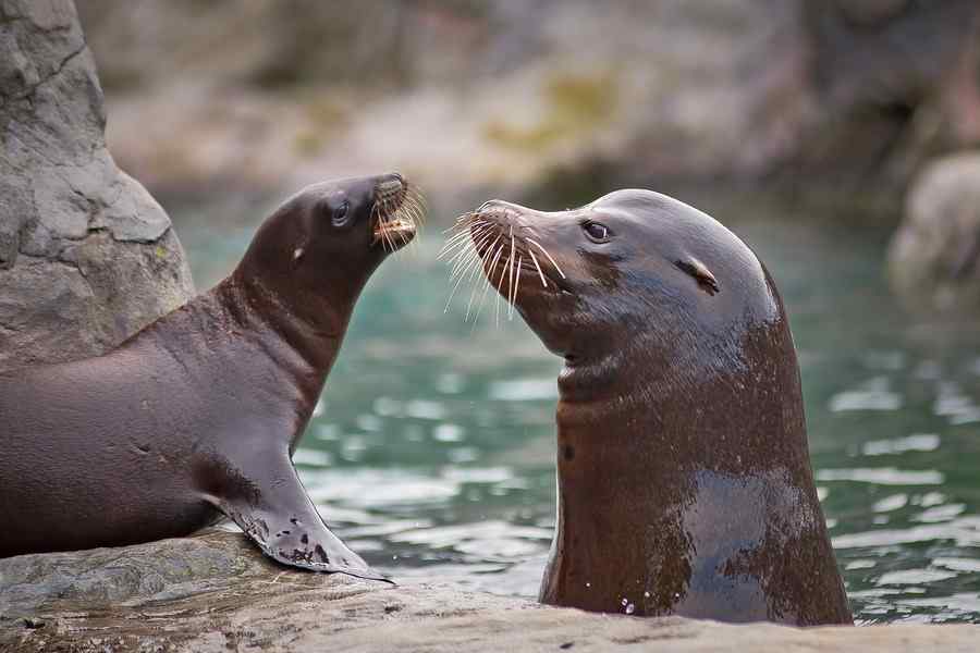 Foca, foto 1