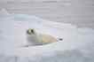 Foca, foto 1