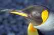 Pinguim, foto 1