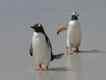 Pinguim, foto 2