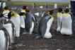Pinguim, foto 3