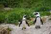 Pinguim, foto 4