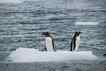 Pinguim, foto 5