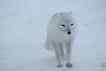 Raposa-polar, foto 1