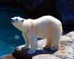 Urso-polar, foto 1