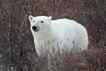 Urso-polar, foto 2