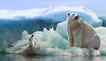 Urso-polar, foto 3