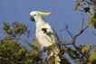 Cacatua, foto 1 Cacatua, foto 1