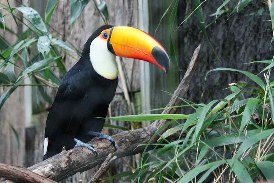 Tucano, foto 1