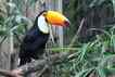 Tucano, foto 1 Tucano, foto 1
