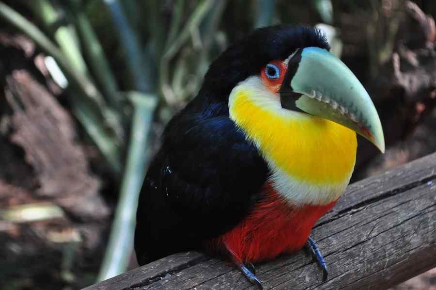 Tucano, foto 2