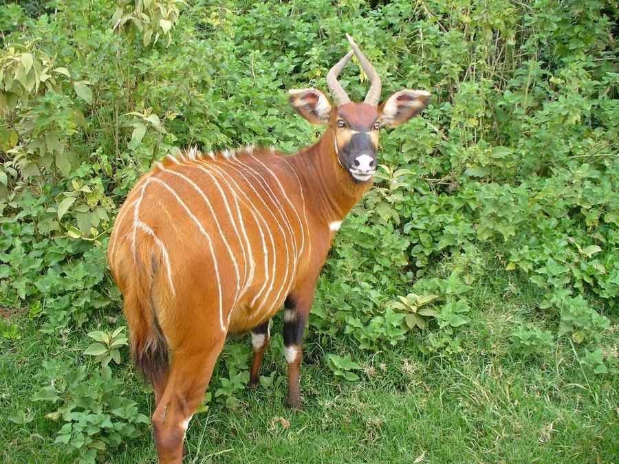 Bongo, foto 1
