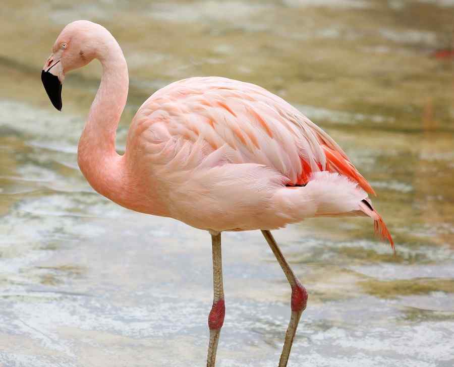 Flamingo, foto 1