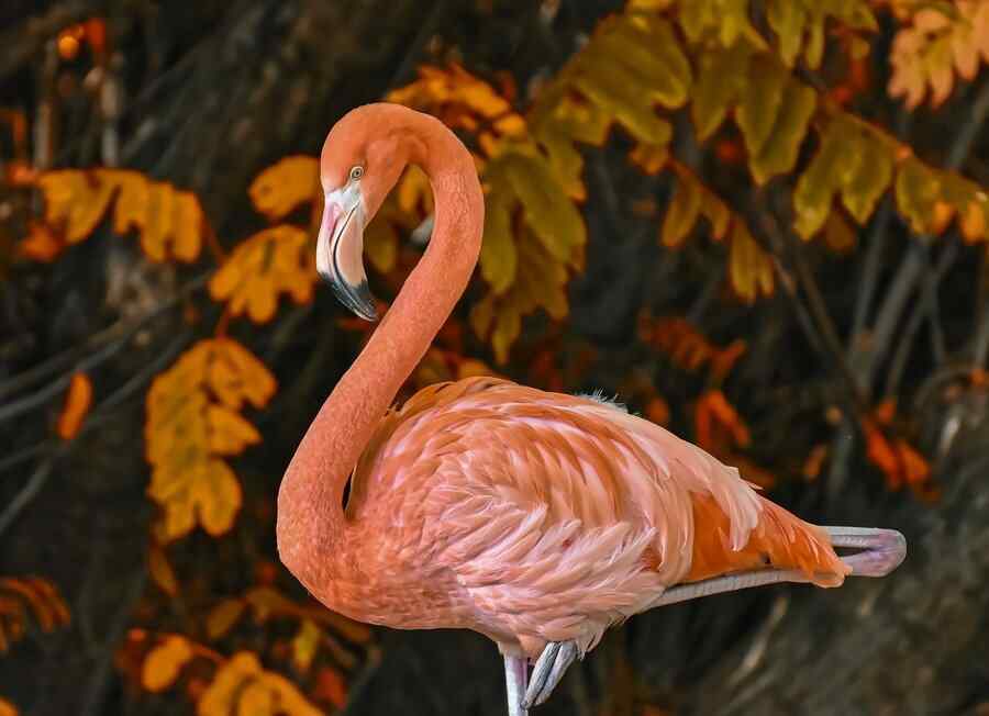 Flamingo, foto 2