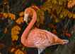 Flamingo, foto 2