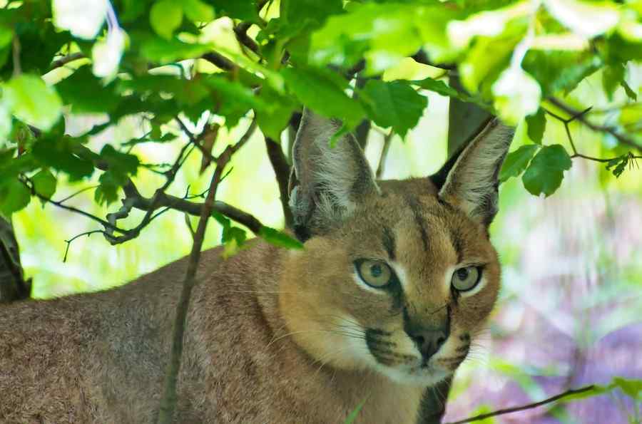Caracal, foto 1
