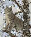 Lince, foto 1
