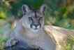 Puma, foto 1