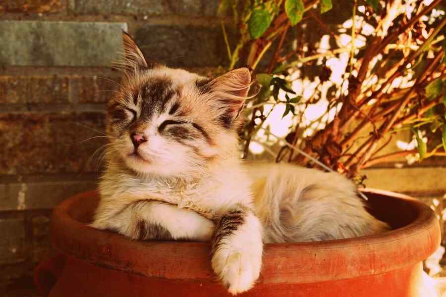 Gato, foto 1