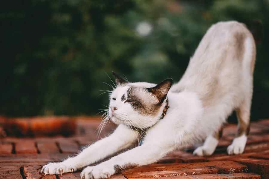 Gato, foto 10