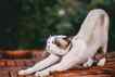 Gato, foto 10
