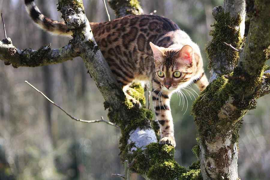 Gato, foto 12