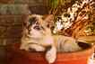 Gato, foto 1