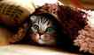 Gato, foto 4