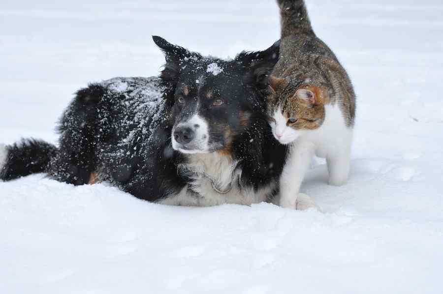 Gato, foto 5