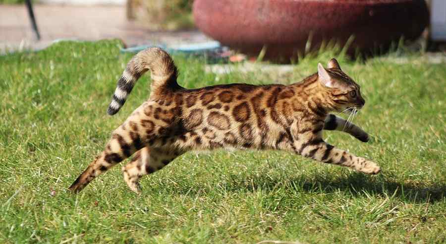 Gato, foto 6